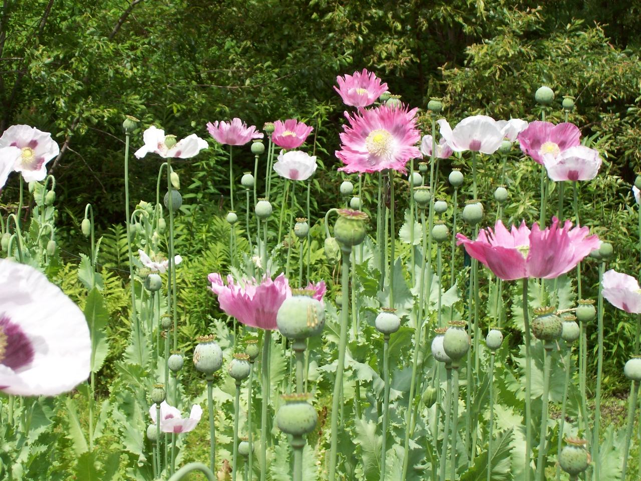 PAPAVER 006.JPG