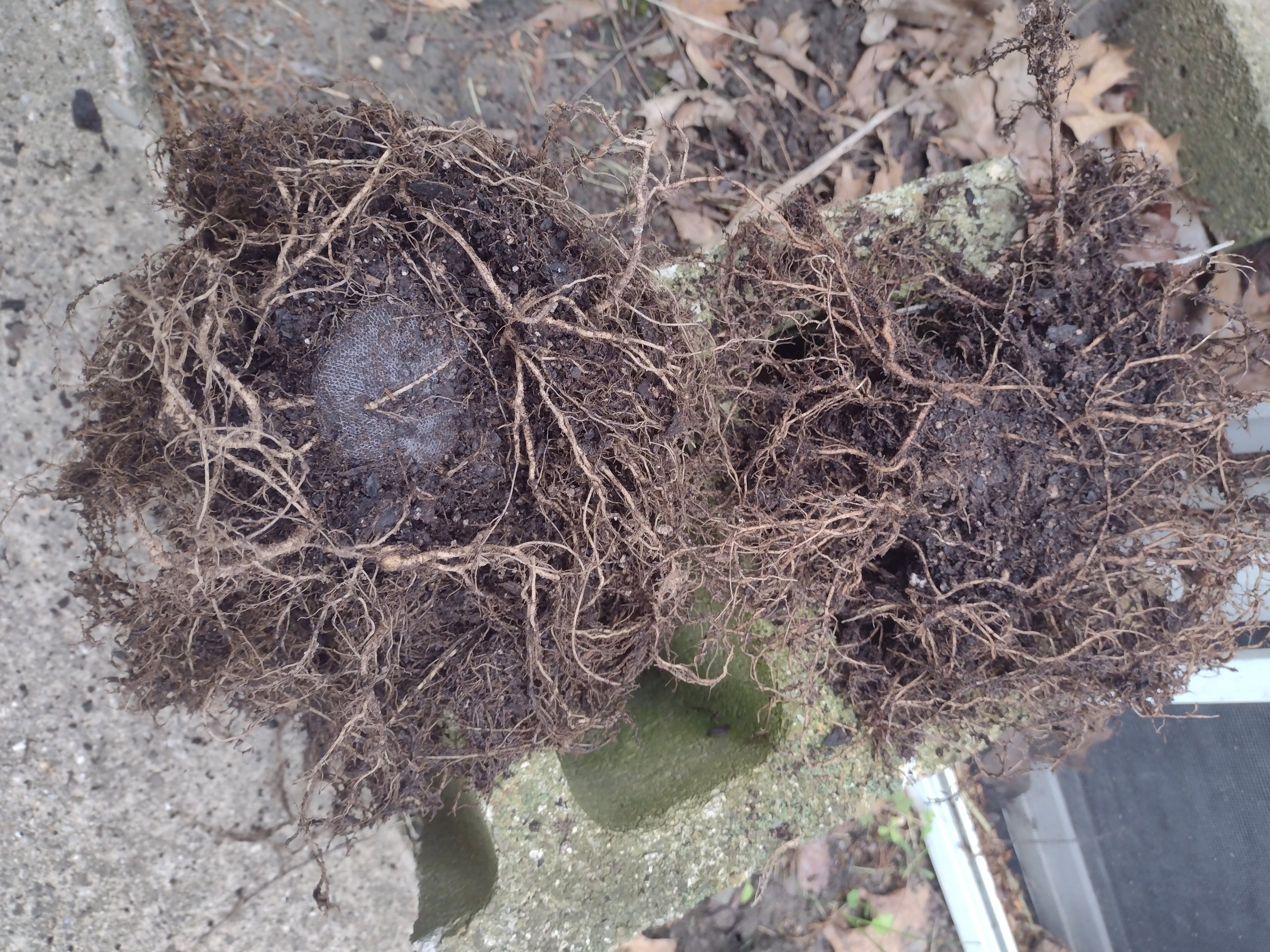 peat pellet root ball.jpg