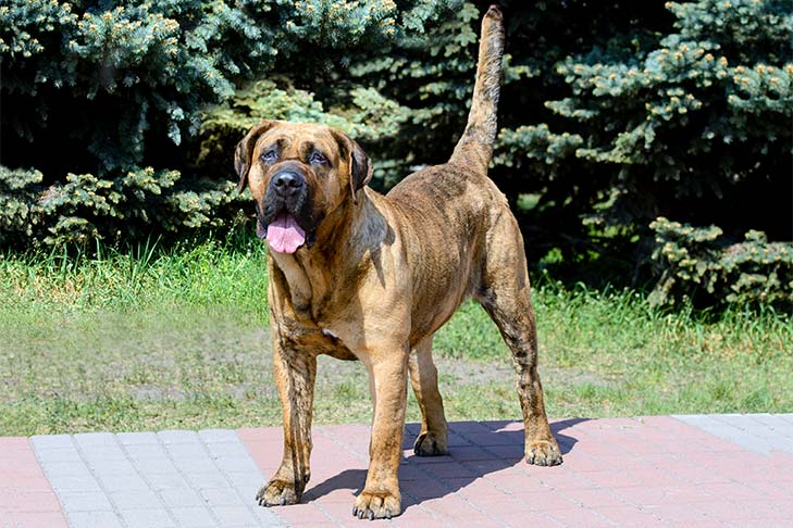 Perro-de-Presa-Canario.1.jpg