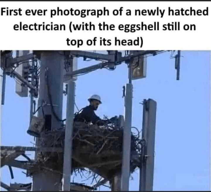 person-first-ever-photograph-newly-hatched-electrician-with-eggshell-still-on-top-its-head.png