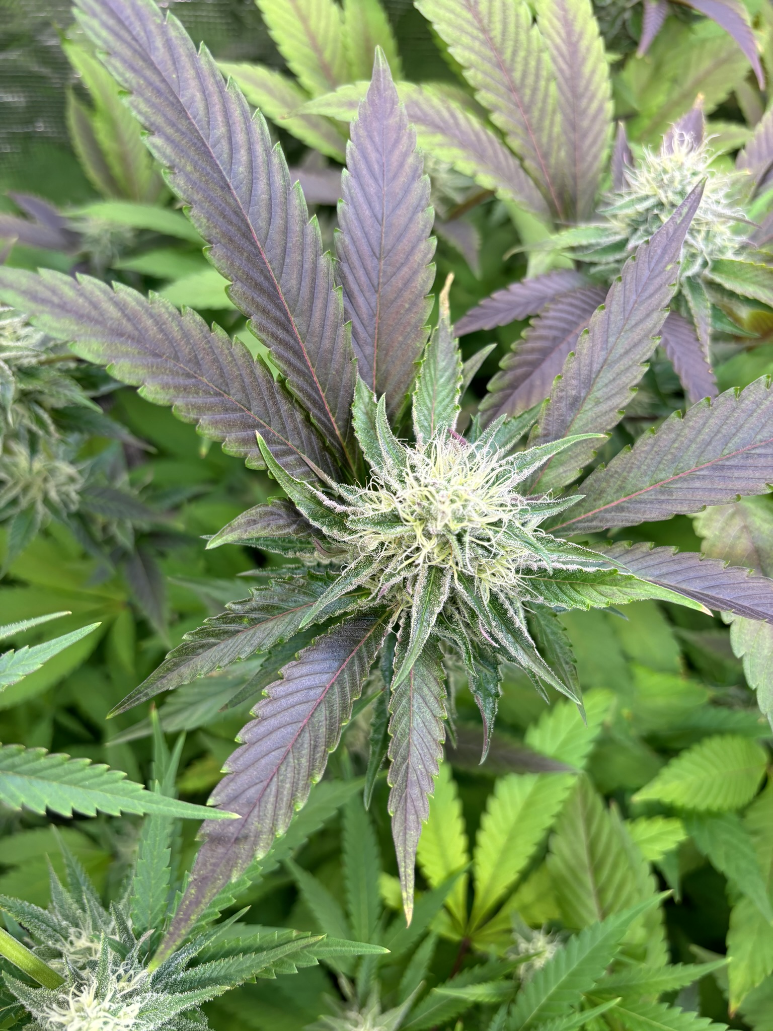 PFGSG purple bud F5.JPEG