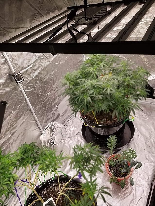 phlizon_fd6000_640w_led_grow_lights (3).jpeg