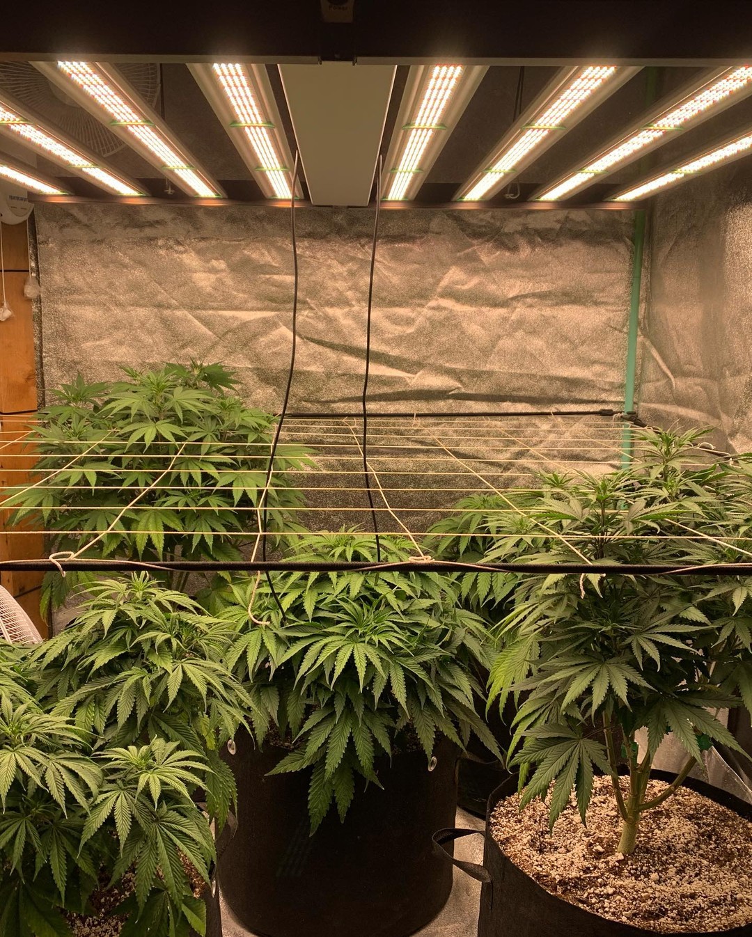 Phlizon_fd8000_led_grow_light (1).jpg