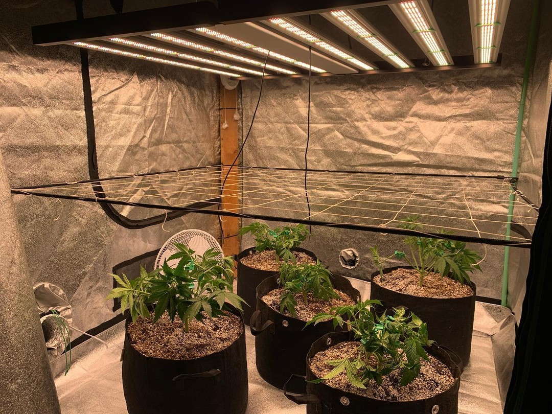 Phlizon_fd8000_led_grow_light (6).jpg