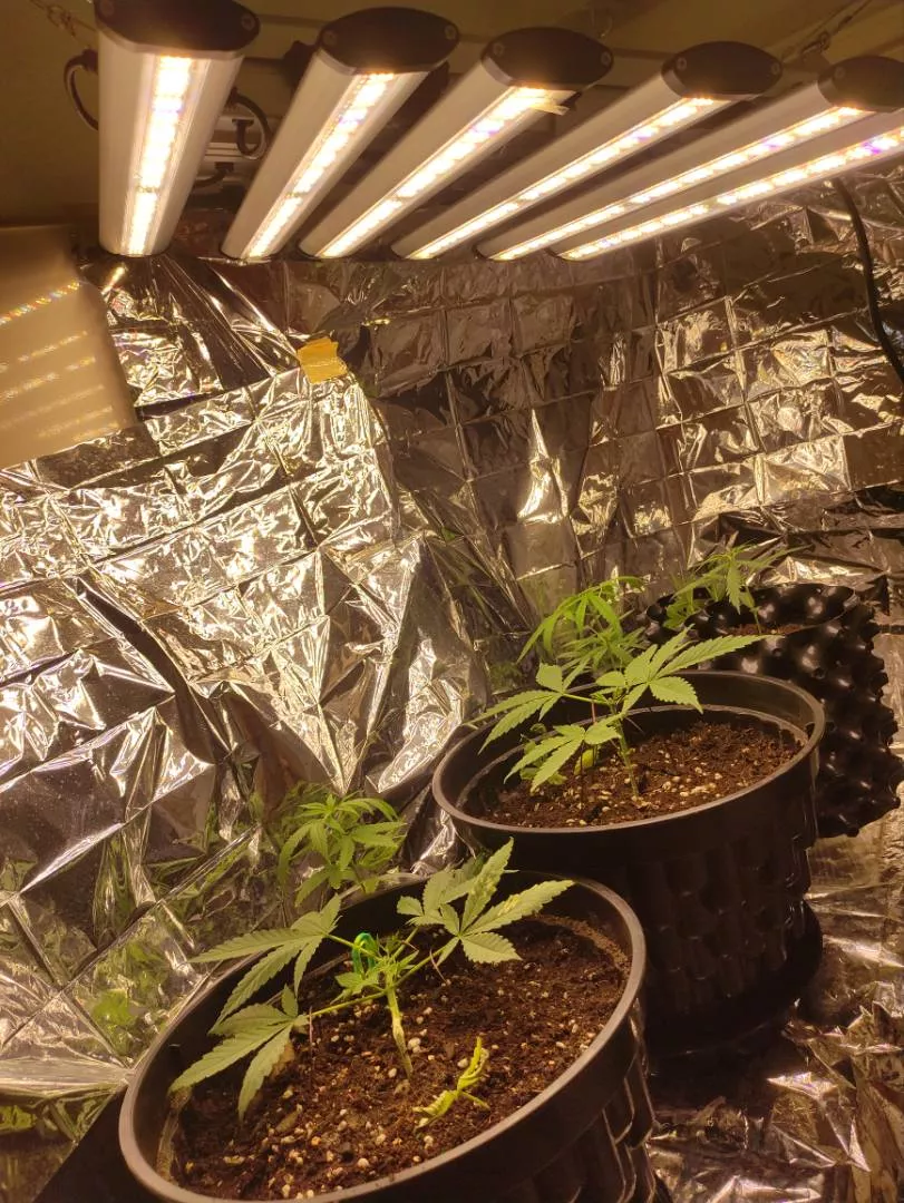 phlizon_led_grow_light (3).png