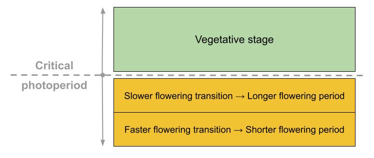Photoperiodism.jpg
