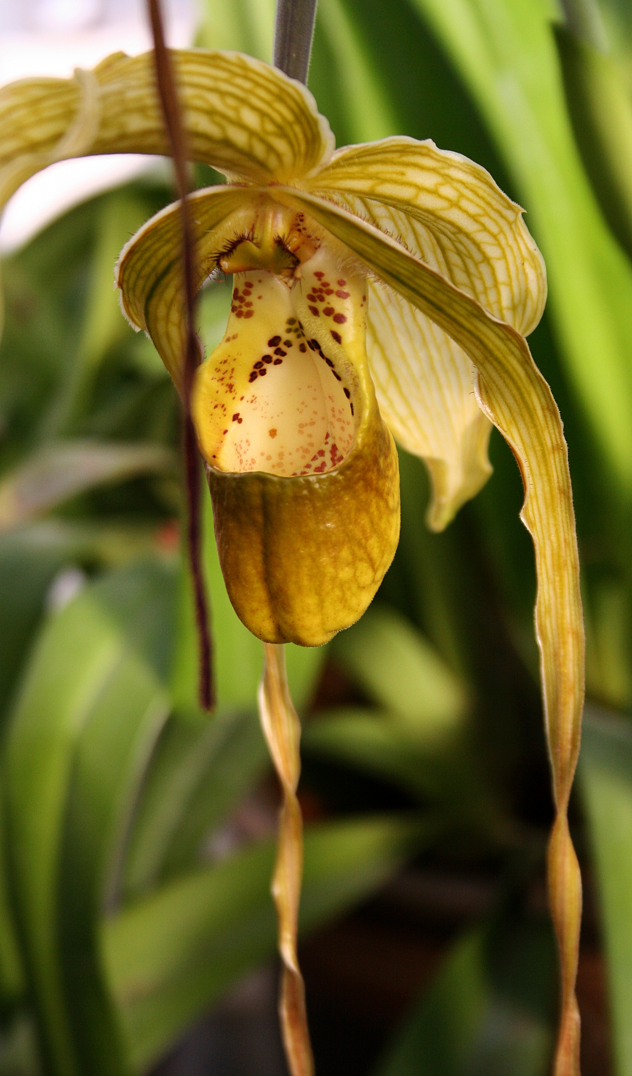 Phragmipedium.JPG