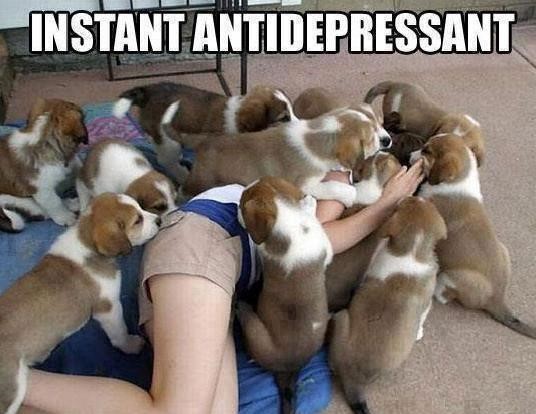 Pile o puppies.jpg