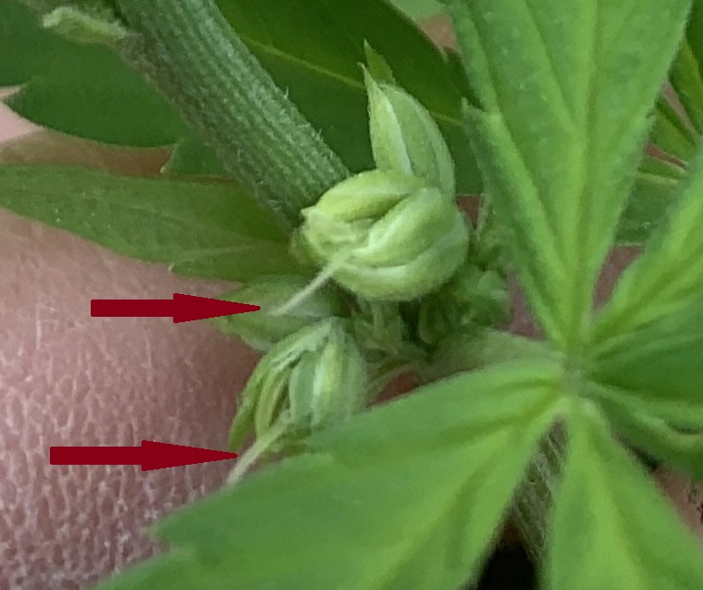 pistils1.jpg