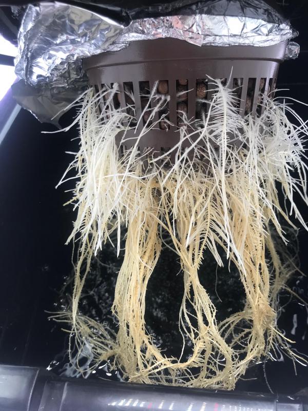 plant_roots_02_roots.jpg