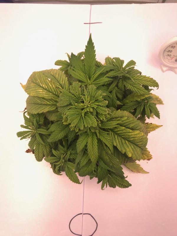 plant_top_before_defoliation_01.jpg