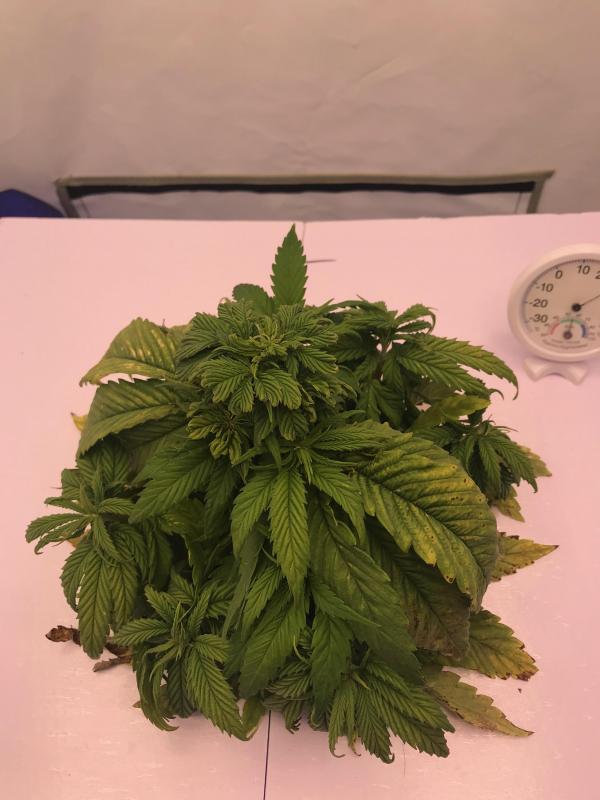 plant_top_before_defoliation_02.jpg