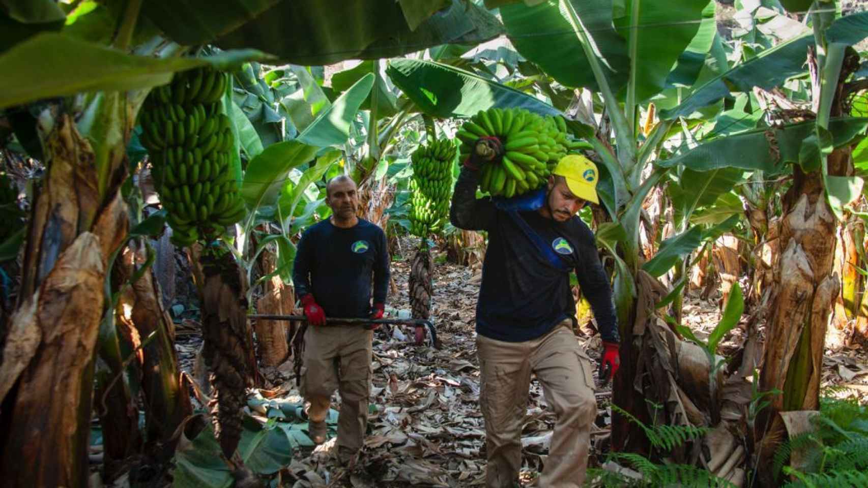 platano-islas_canarias-union_europea_-ue_529959080_163151099_1706x960.jpg