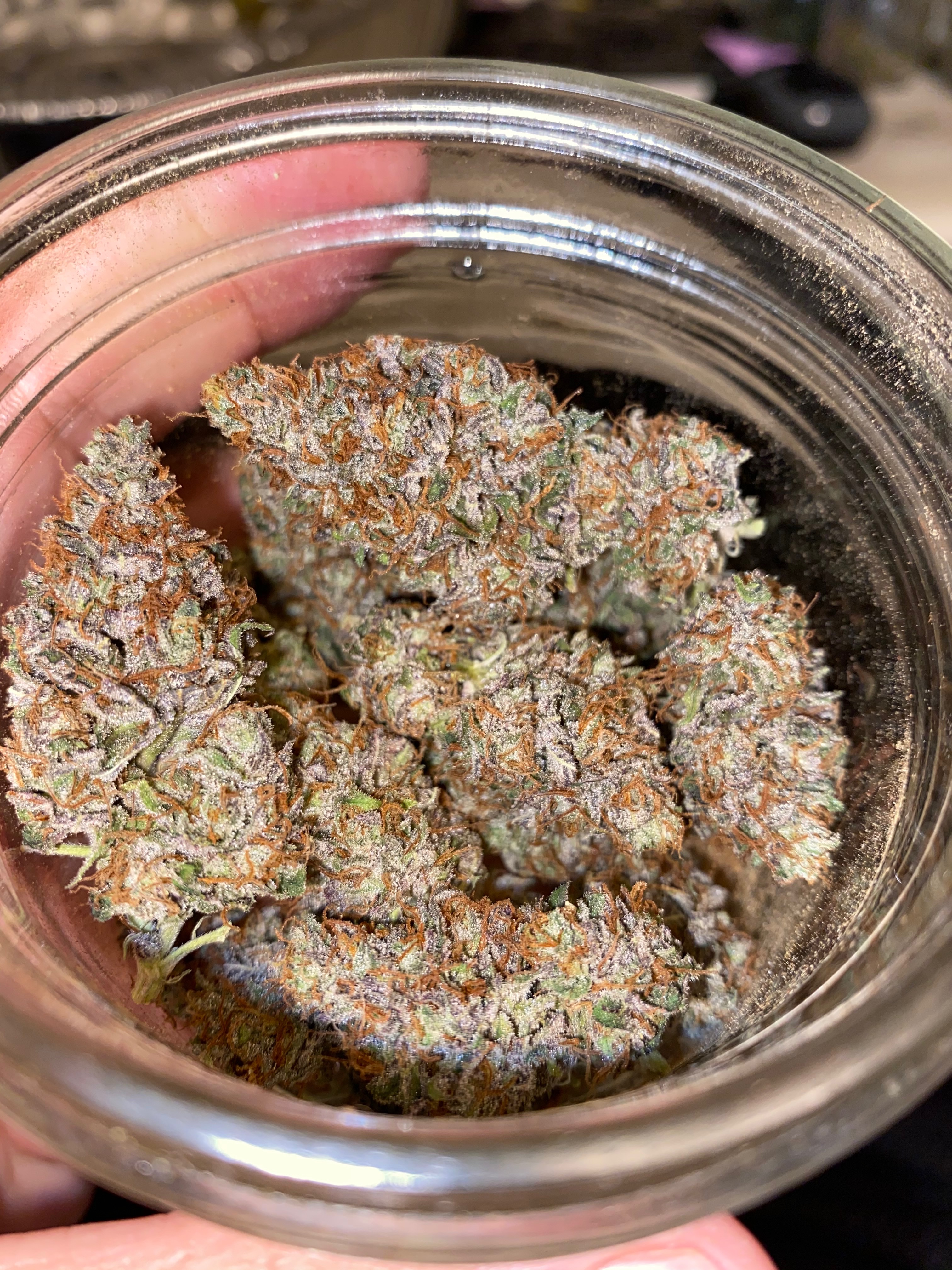 pm2 buds in jar.jpg