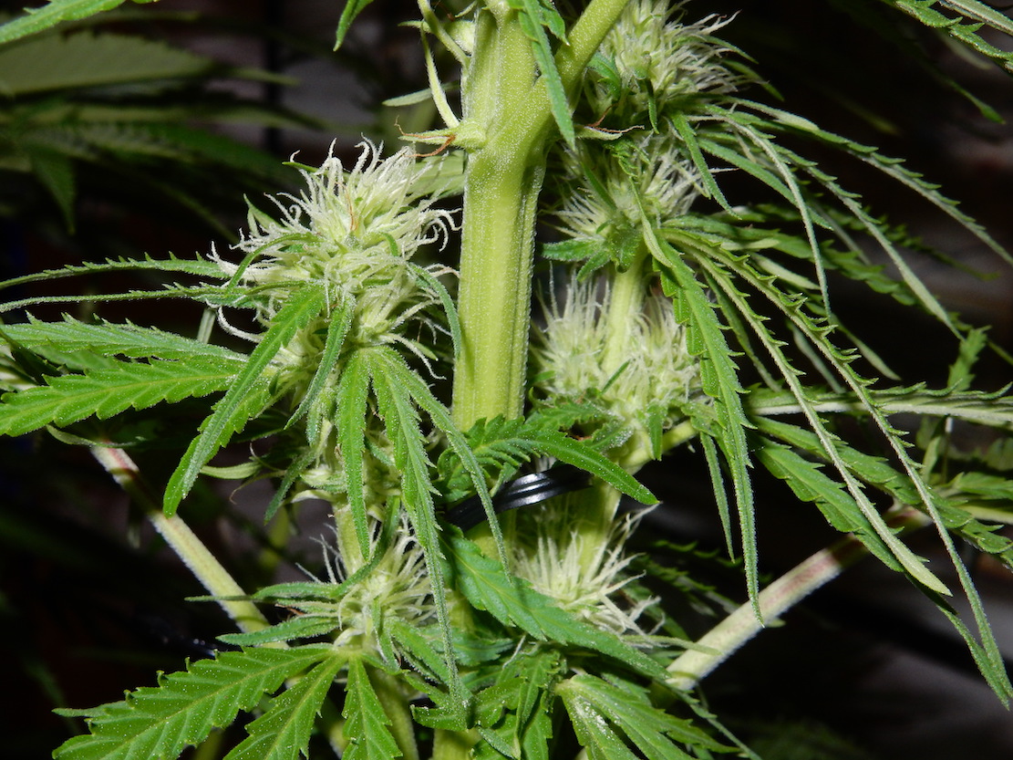 pollinated buds.jpg