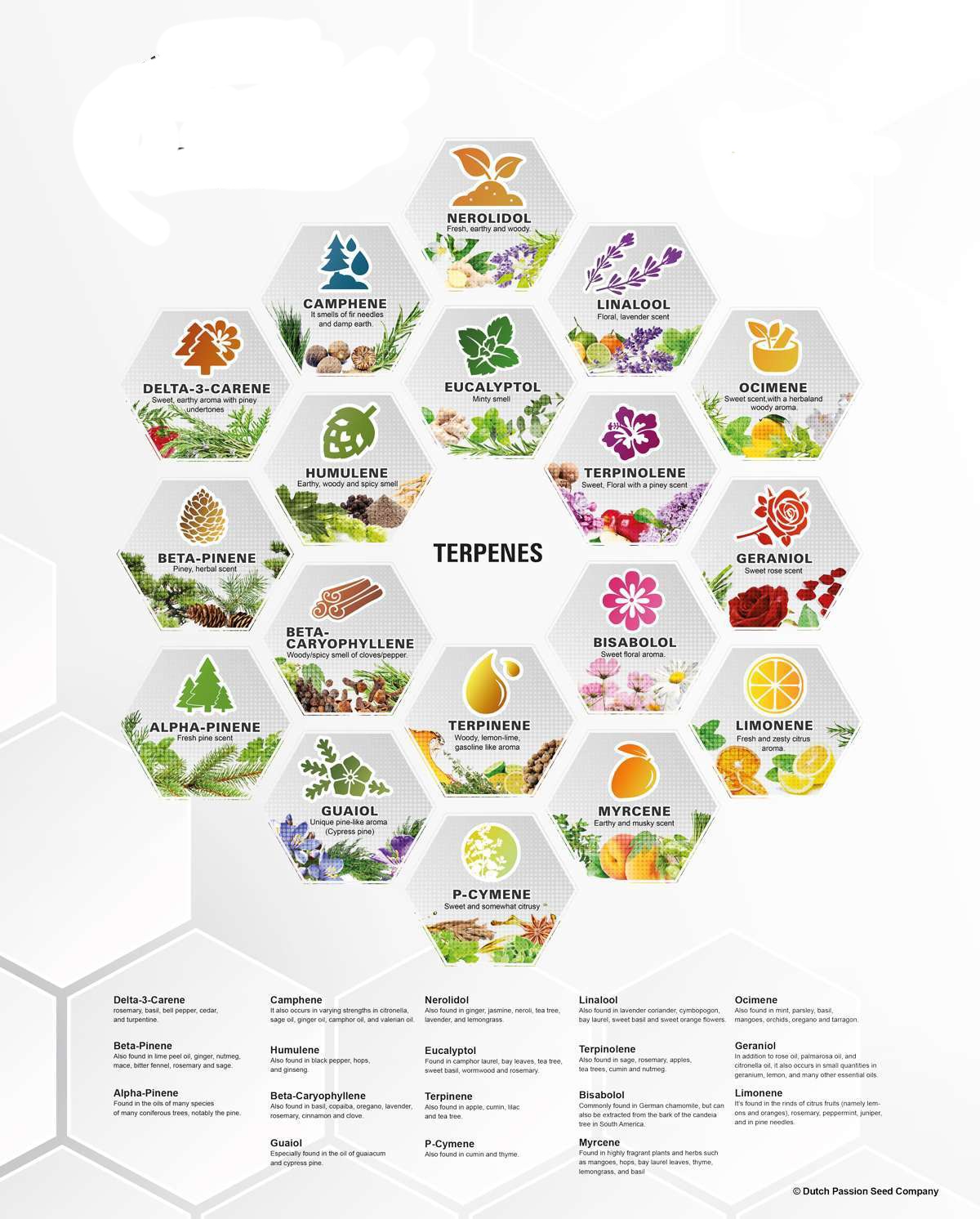 Posters-2020-Terpenes-dutch-passion.jpg