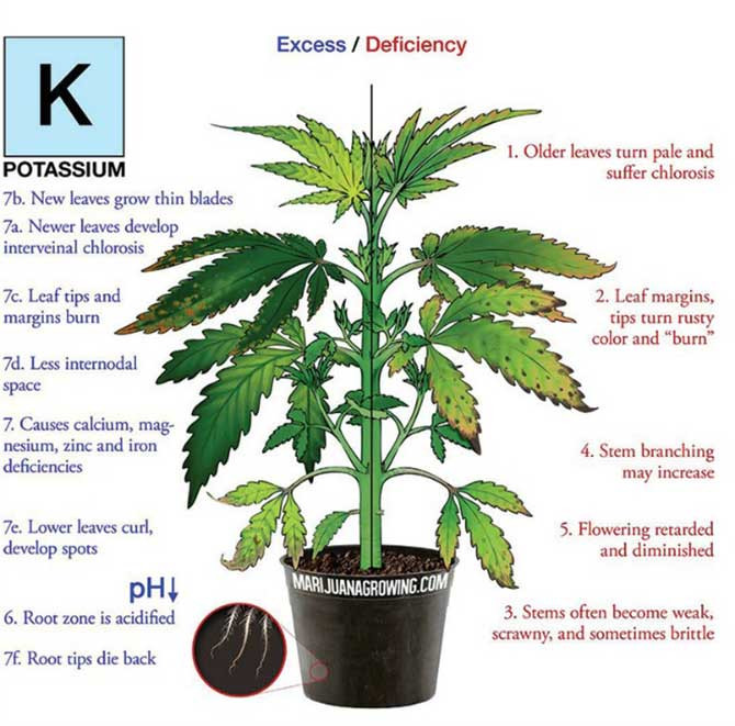 Click image for larger version  Name:	Potassium-_deficiency_marijuana_diagram.jpg Views:	0 Size:	117.0 KB ID:	17943166