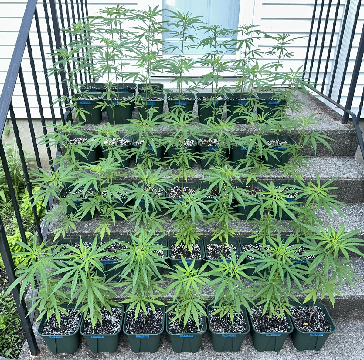 PR seed plants Aug 4.jpg