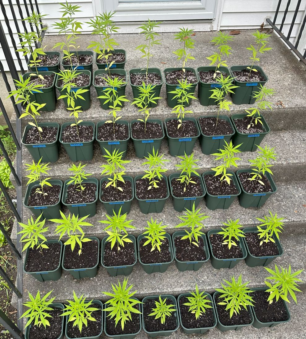 PR seed plants Jul 25.jpg