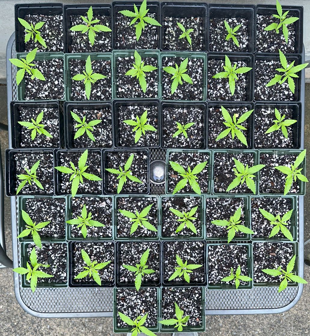 PR seedlings 14 days.jpg