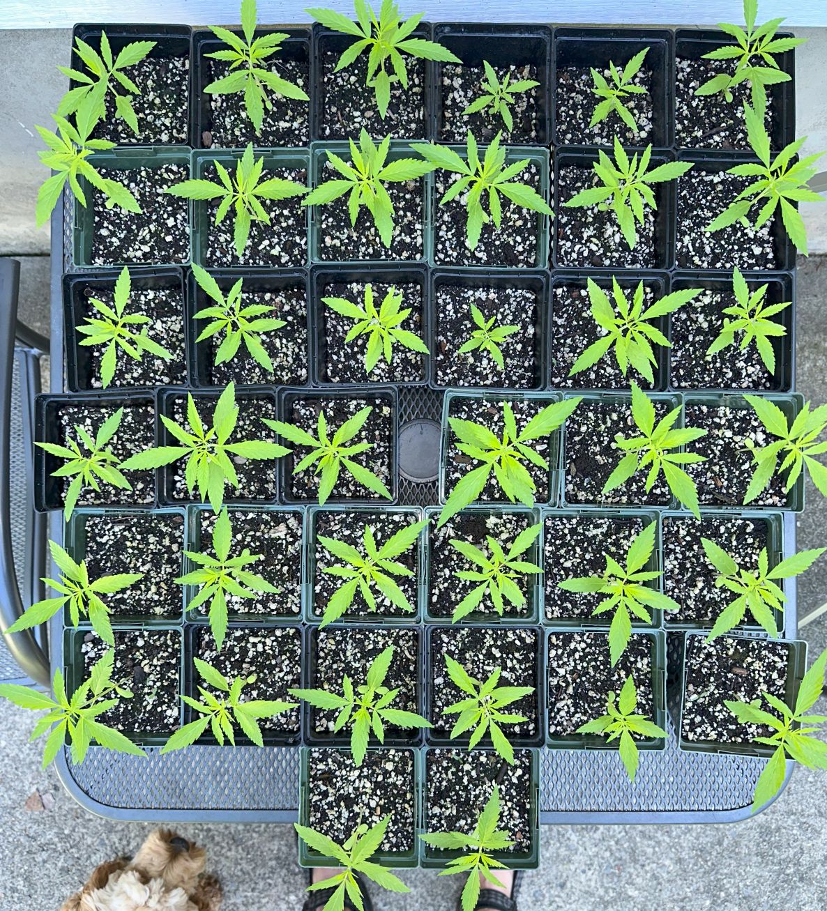 PR seedlings 18 days.jpg