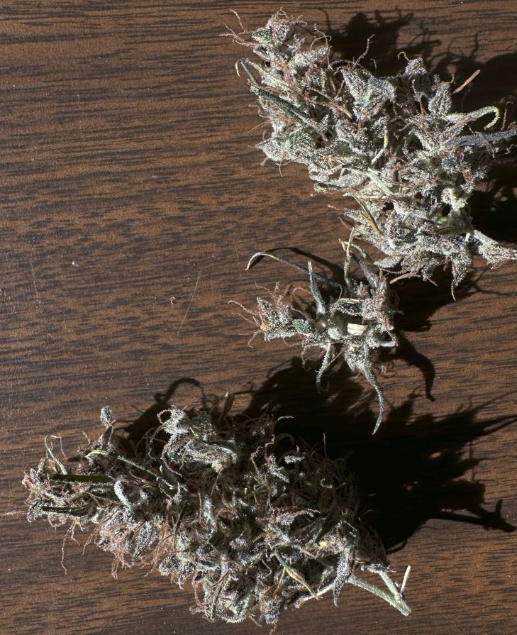 PR13 dried buds.jpg