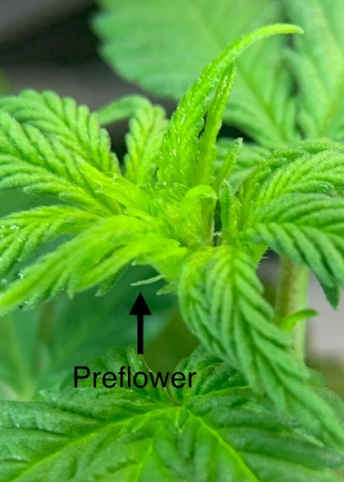 preflowers.jpg