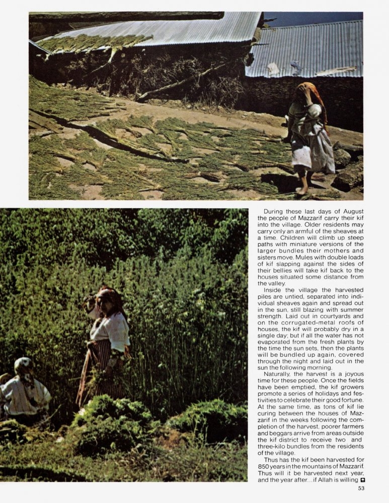 Print Article_ THE KIF HARVEST _ High Times _ March 1976_page-0005.jpg