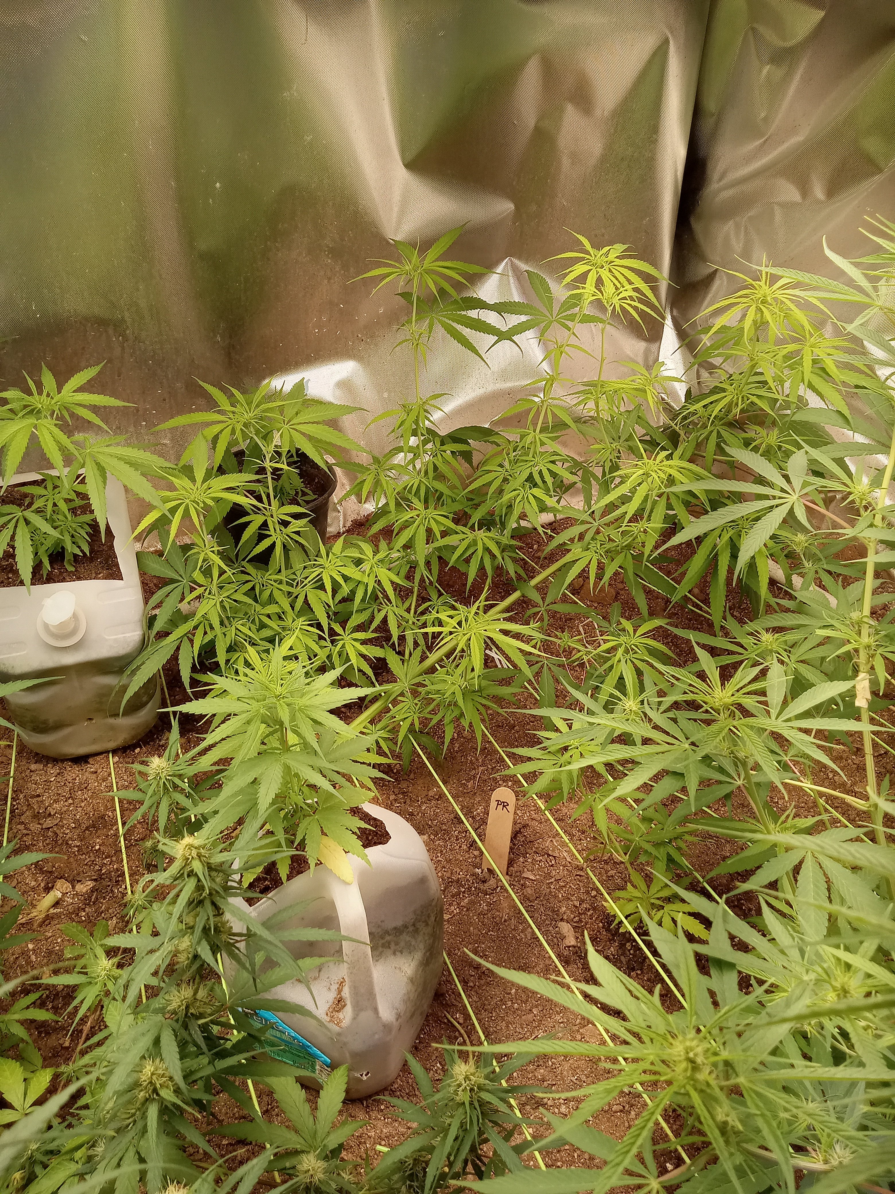 Punto Rojo right side growroom.jpg