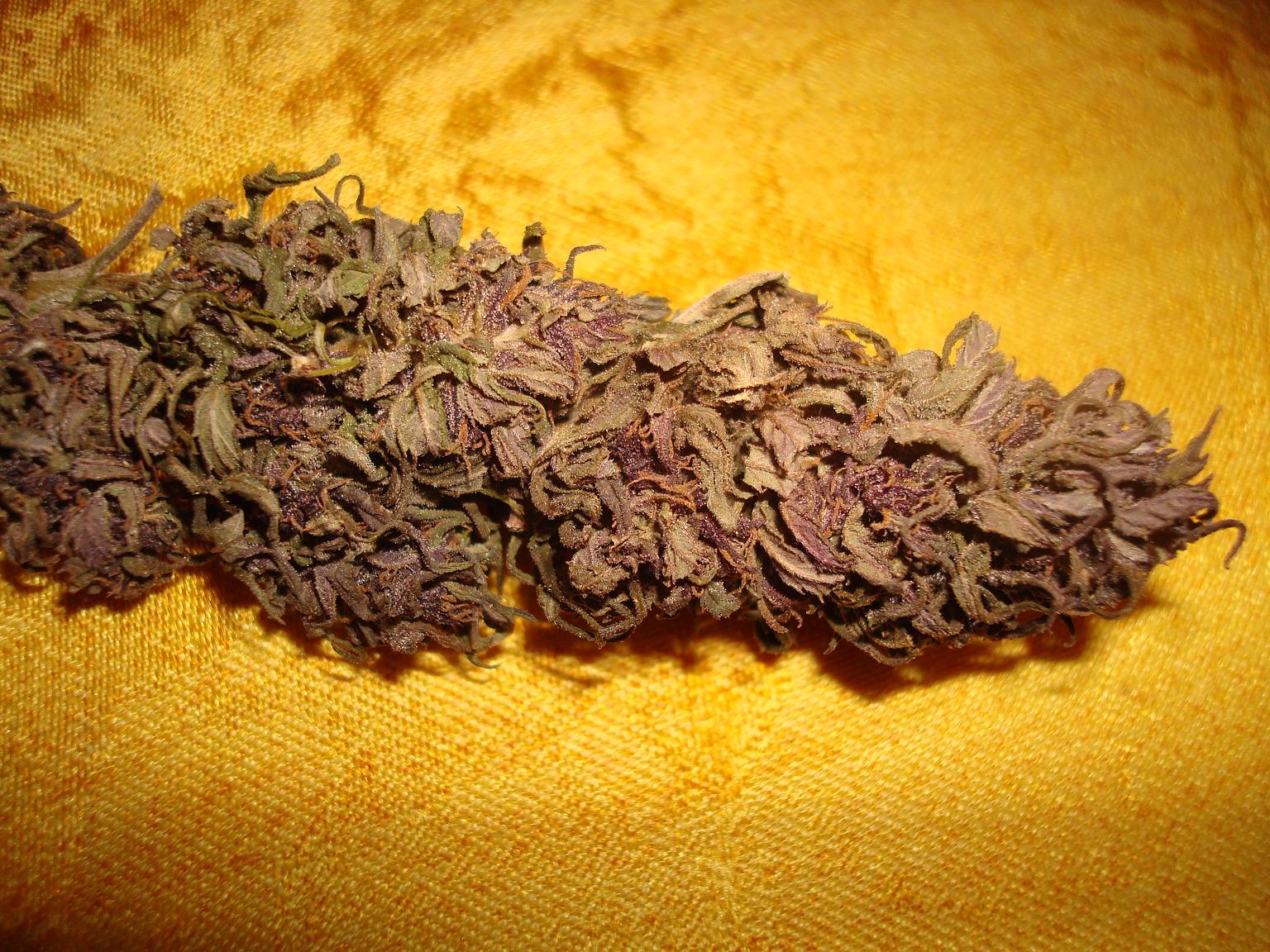 purp1.jpg