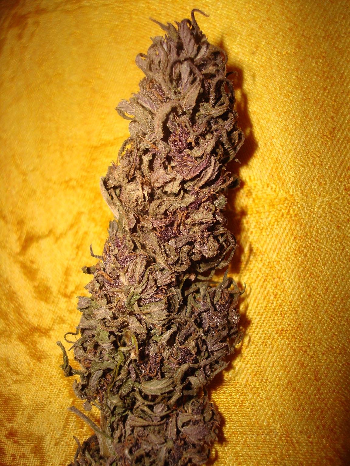 purp1.jpg