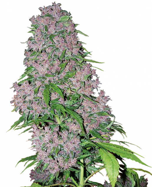 purple-bud-xl.png