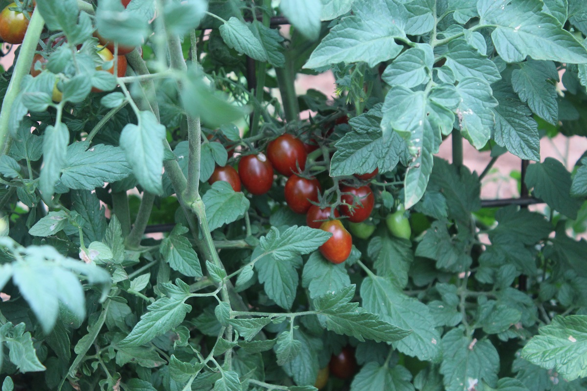 purple grape tomato.jpg