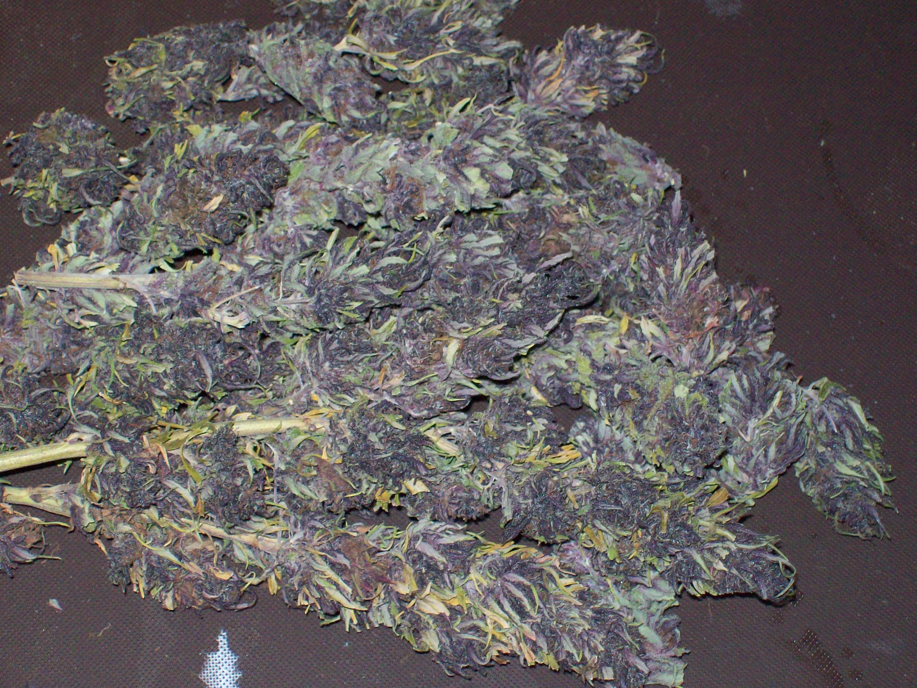 PURPLE MICHOACAN HARVEST 003.JPG