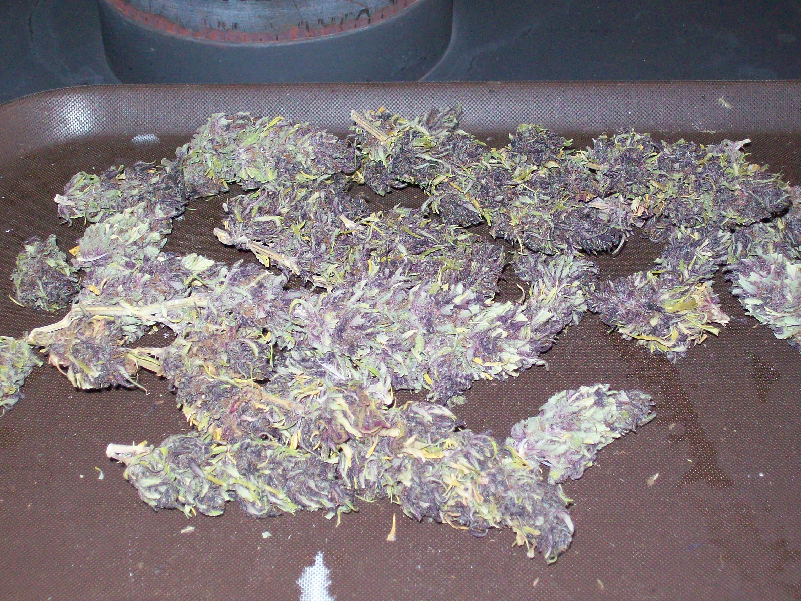 PURPLE MICHOACAN HARVEST 042.JPG