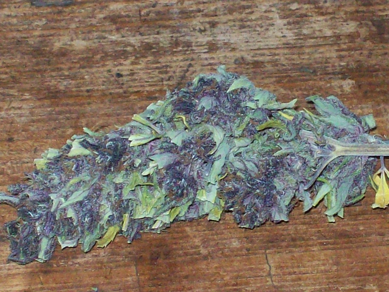 PURPLE MICHOACAN HARVEST 047.JPG