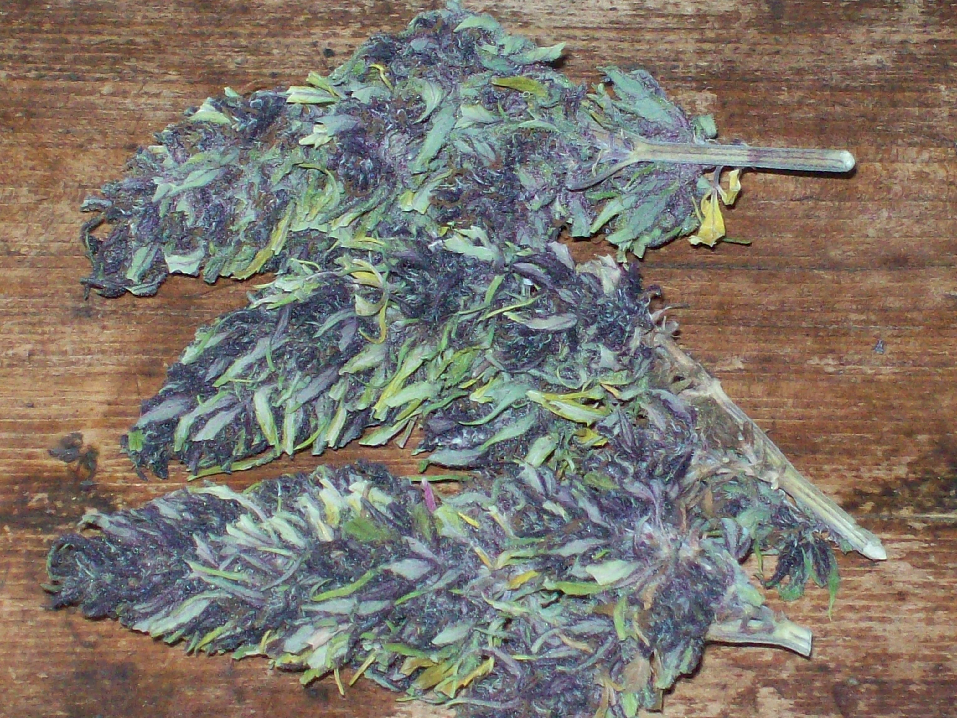 PURPLE MICHOACAN HARVEST 052.JPG