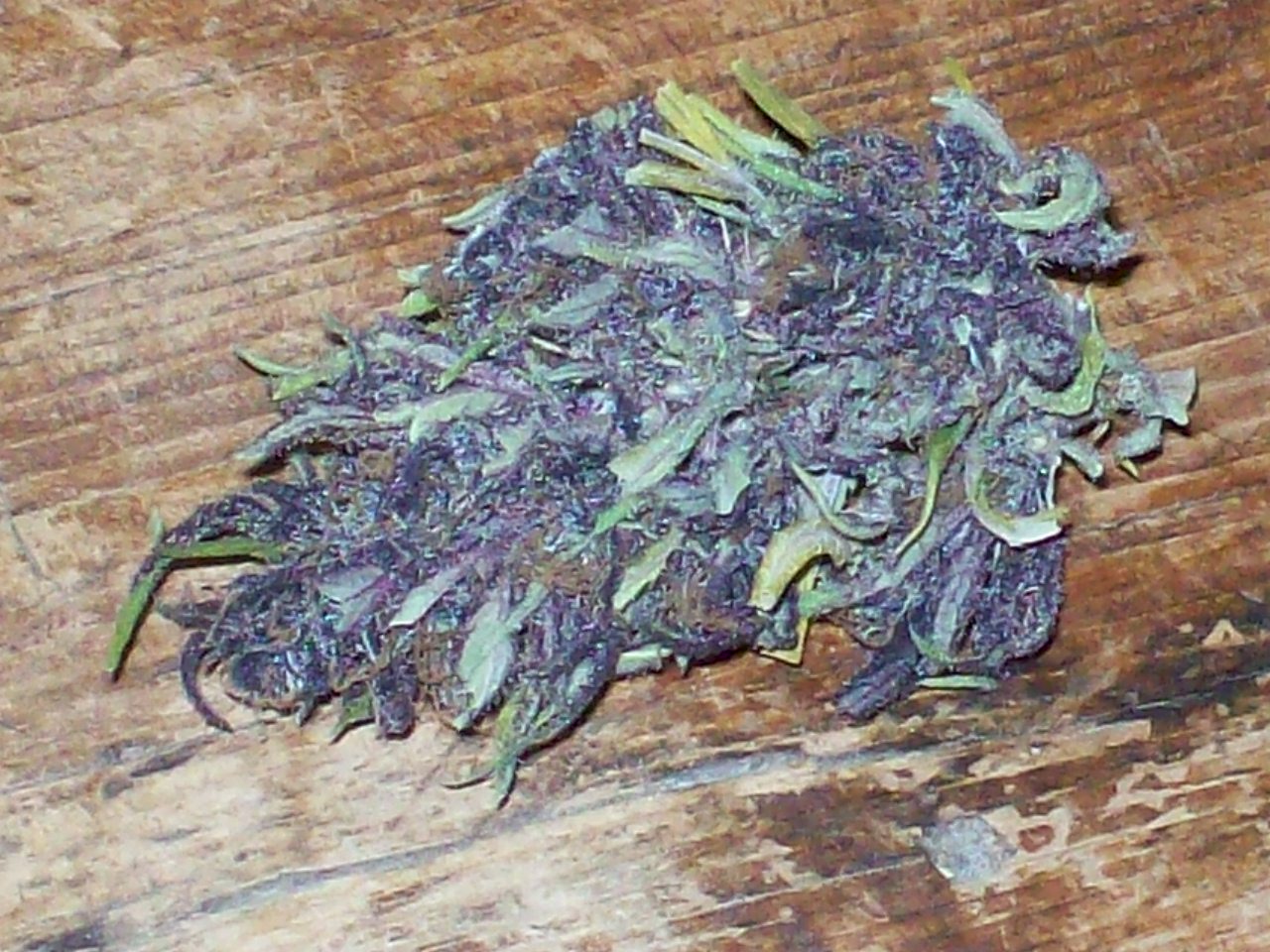 PURPLE MICHOACAN HARVEST 055.JPG