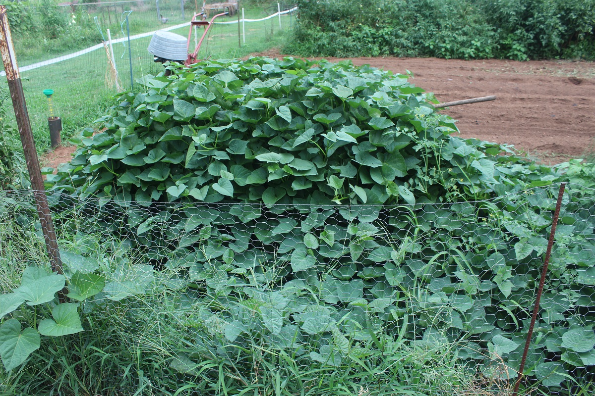 purple root sweet potatoes.jpg