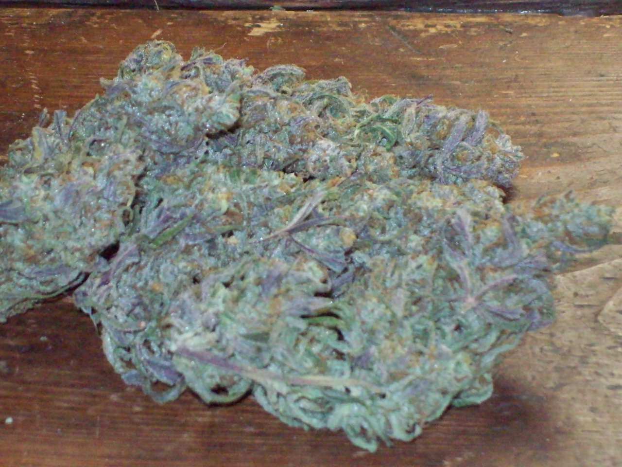 PURPLE SKULL BUDD DRY 026.JPG