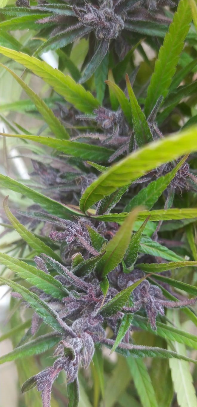 Purple Thai (12).jpeg