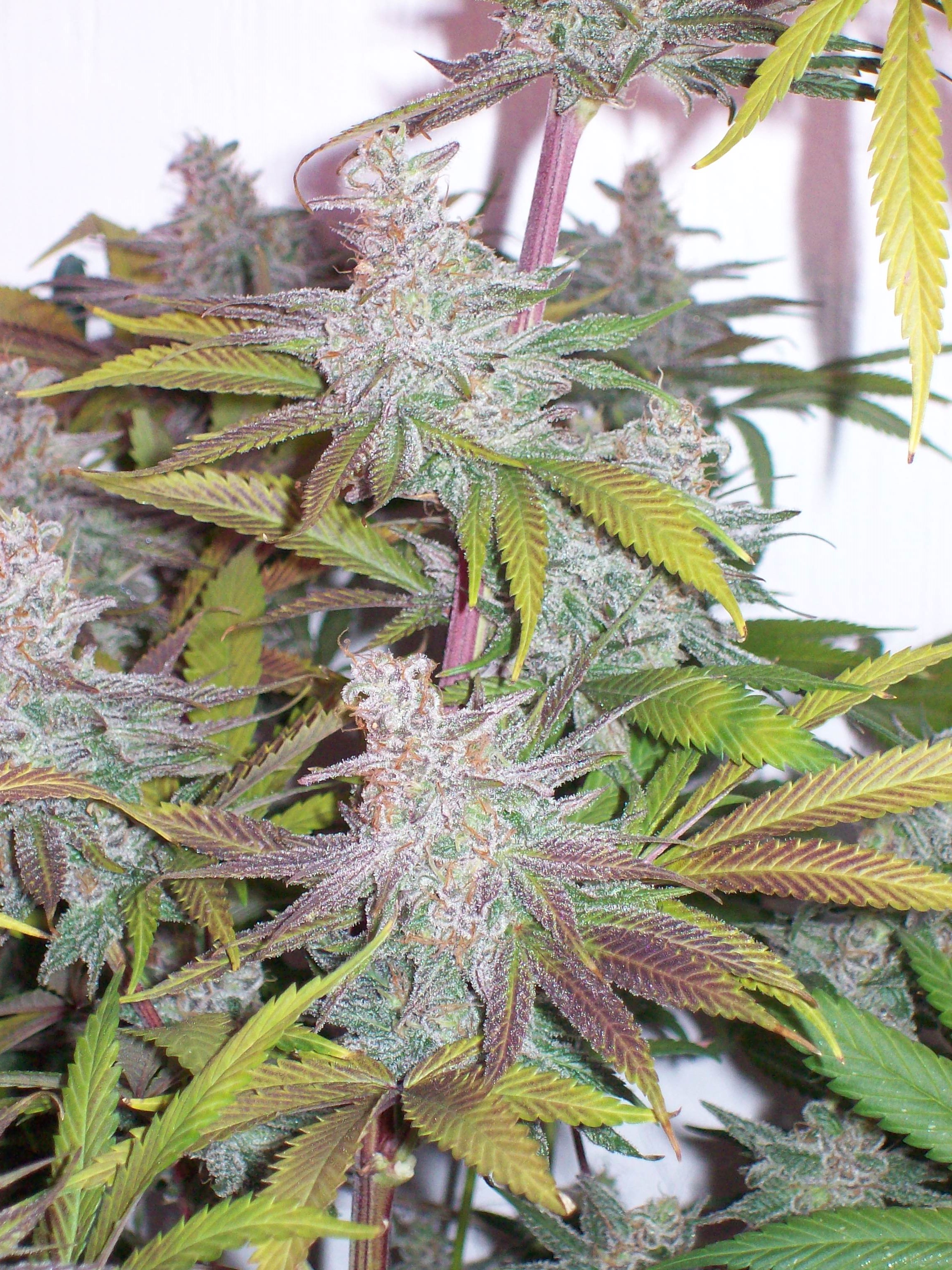 PURPLE URKLE 026.JPG