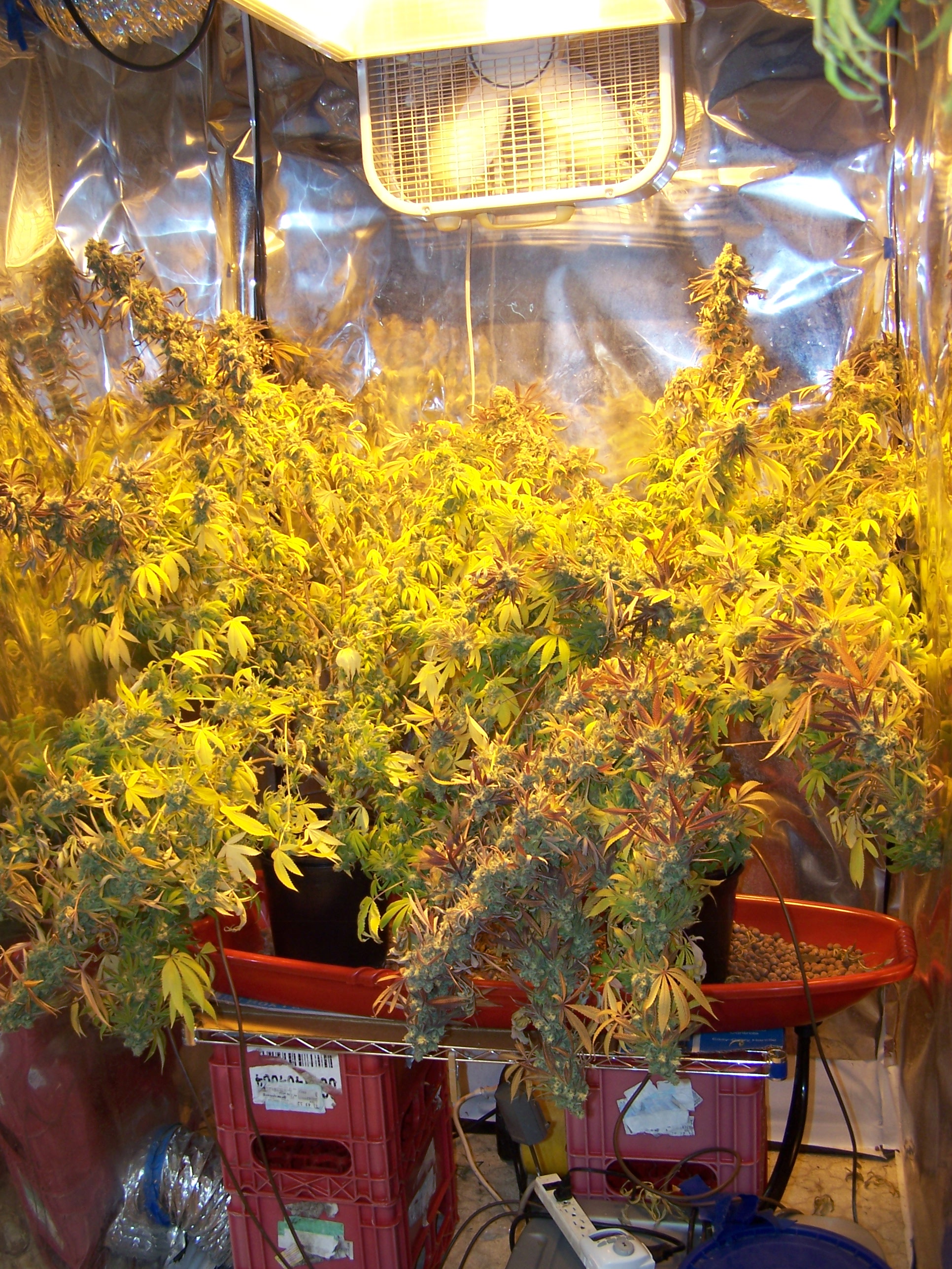 Purple Urkle almost week 9 002.JPG