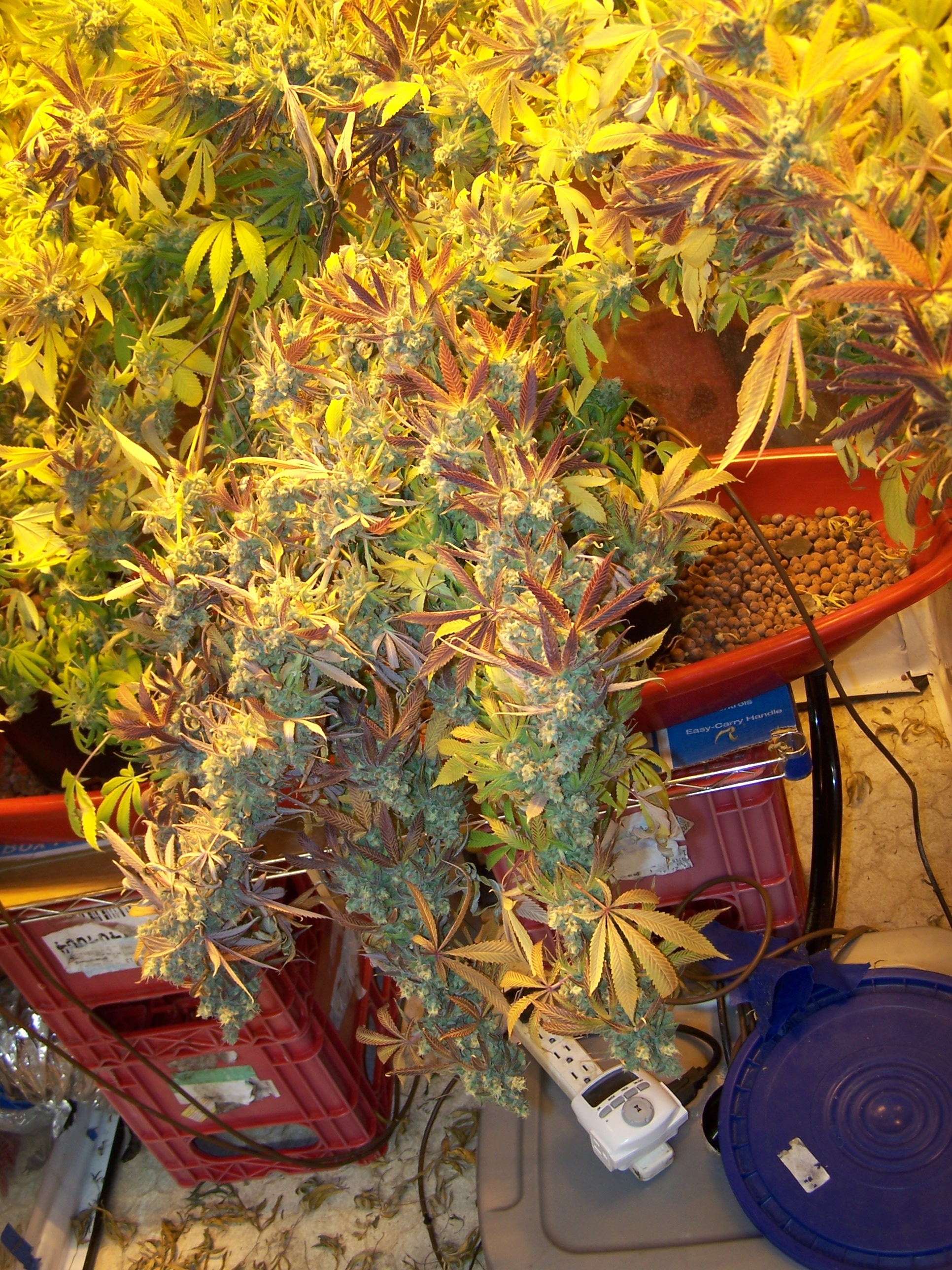 Purple Urkle almost week 9 004.JPG