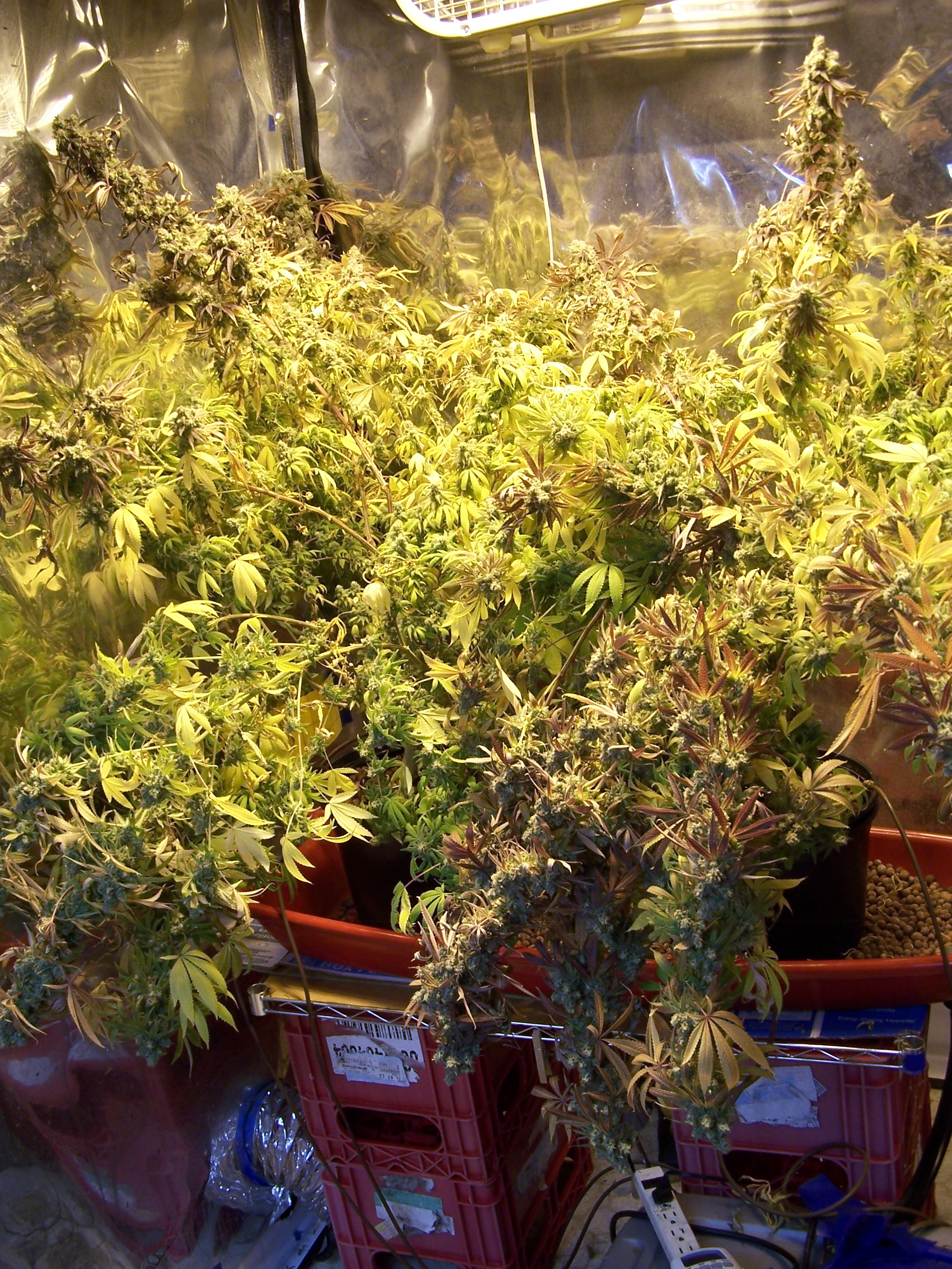 Purple Urkle almost week 9 009.JPG