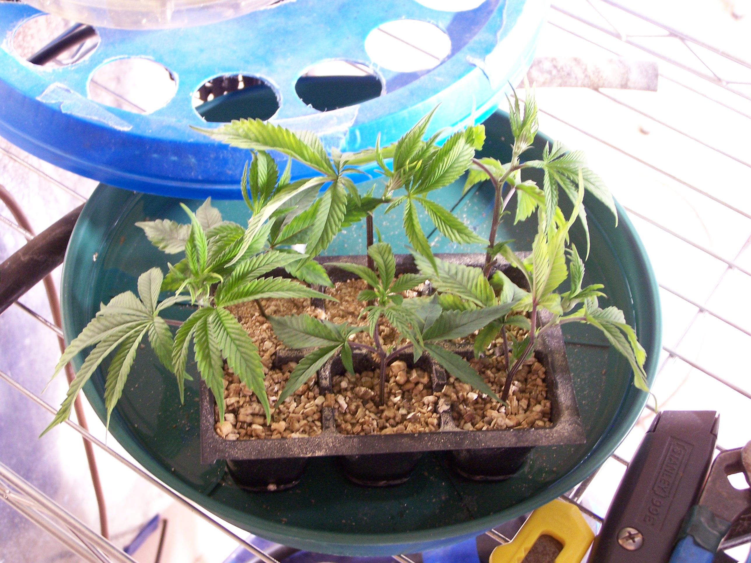 Purple Urkle cuttings 010.JPG