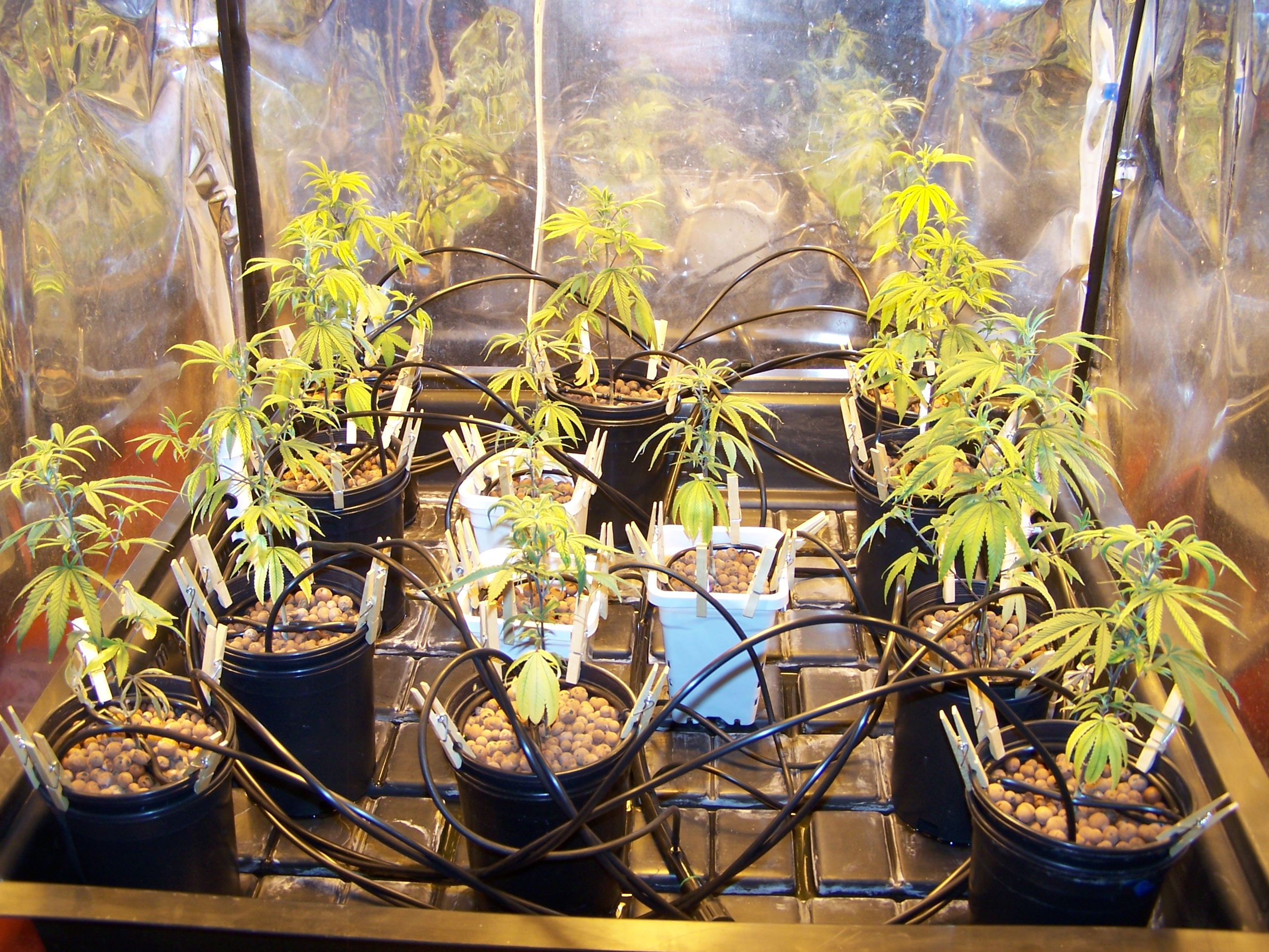 Purple Urkle starting to grow again 007.JPG