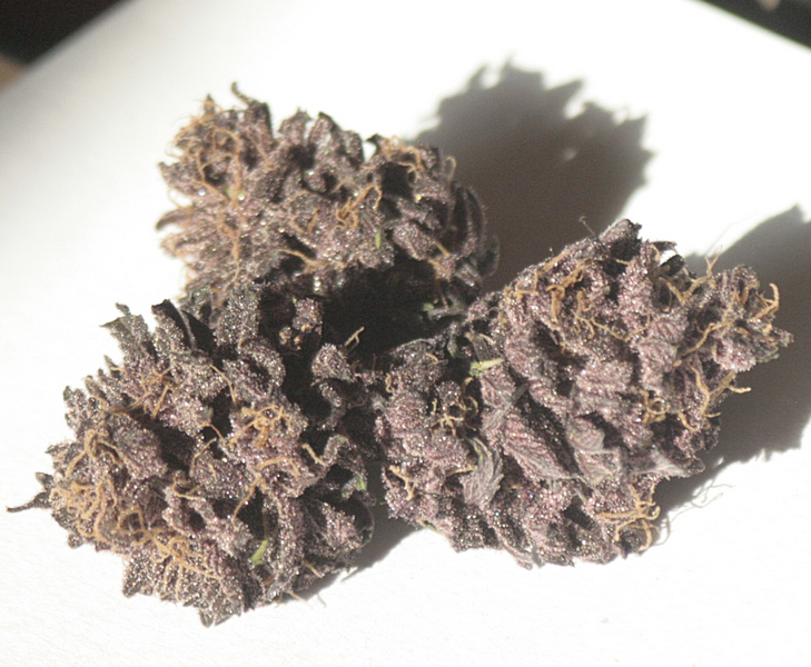 purps1.JPG