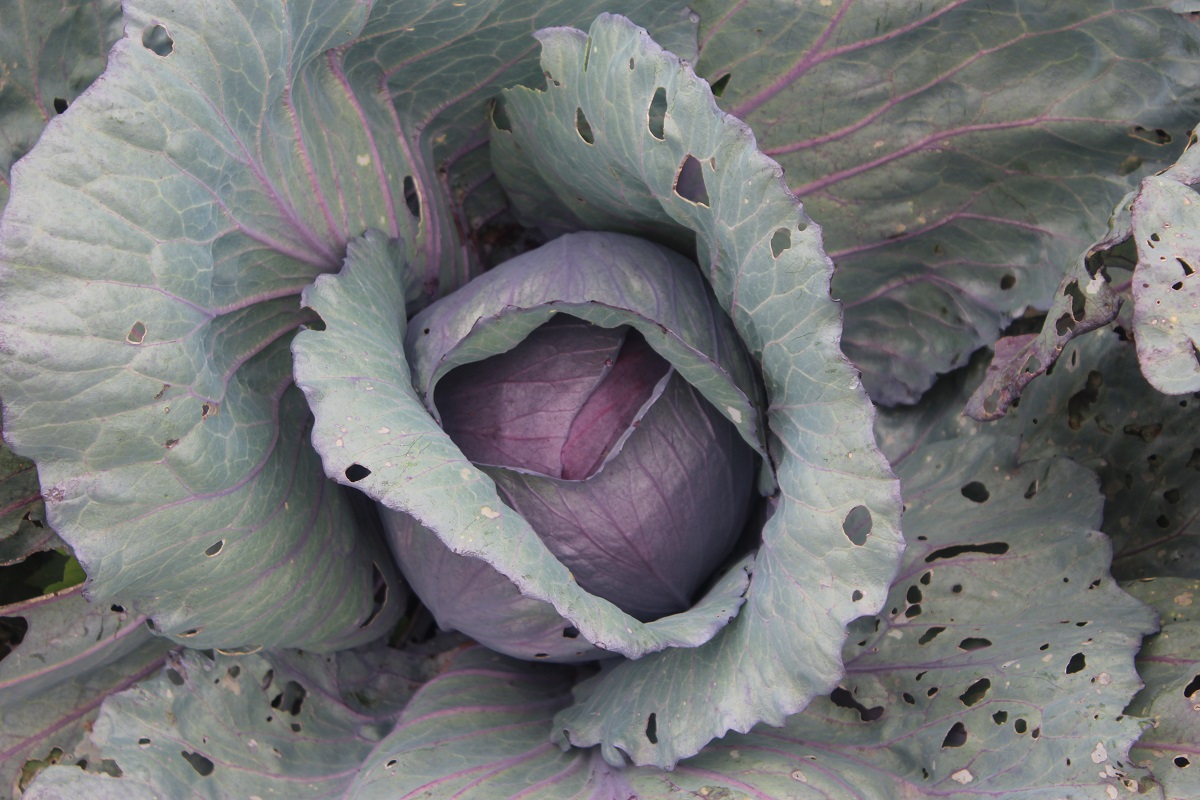 rad cabbage.jpg