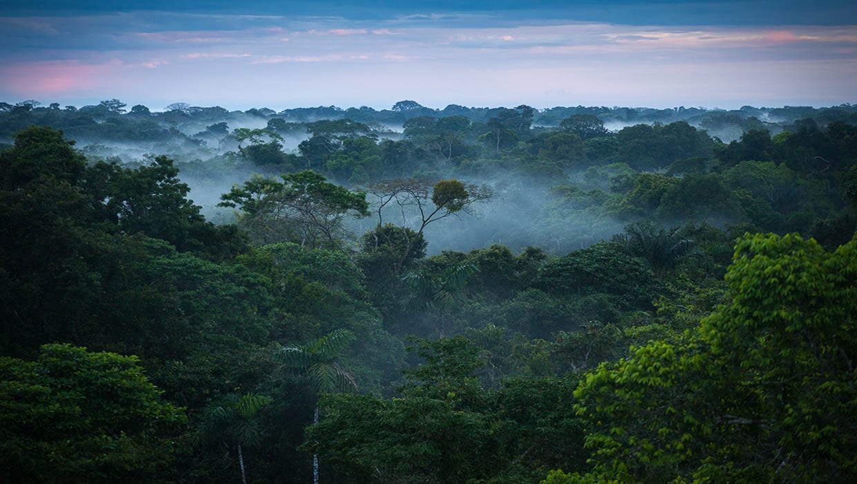 Rainy-Season-in-the-Rainforest.jpg